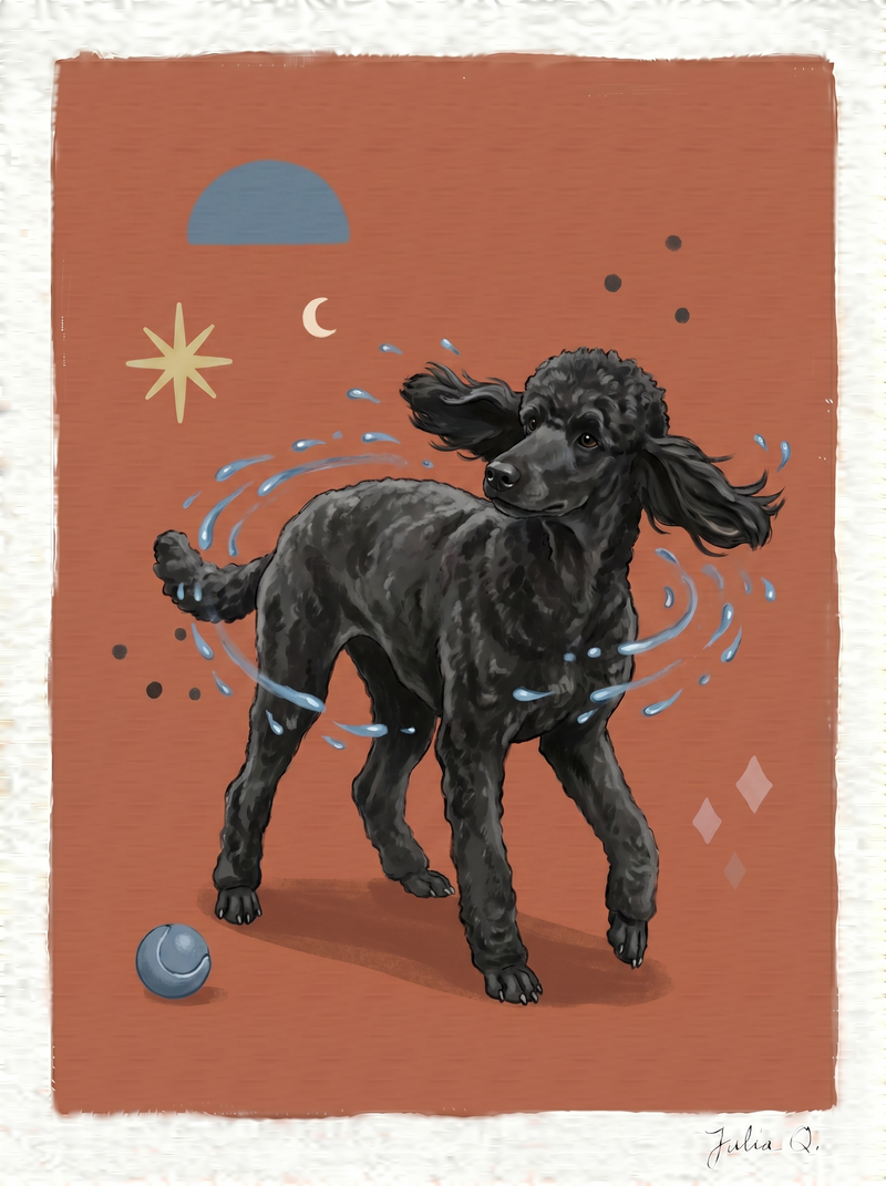 Custom digital portrait of a standard poodle shaking off water
